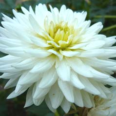 Dahlia Cactus 'My Love'